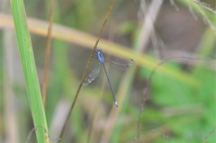 Lestes plagiatus