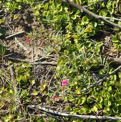 Tephrosia capensis capensis