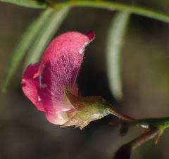 Tephrosia capensis capensis