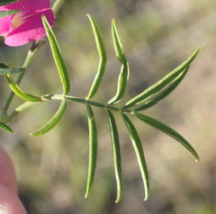 Tephrosia capensis capensis