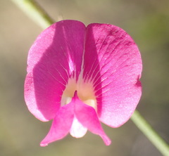 Tephrosia capensis capensis