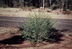 Petalostylis labicheoides