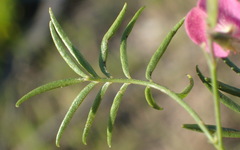 Tephrosia capensis capensis