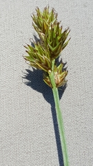 Carex tincta