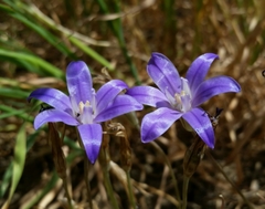 Brodiaea terrestris kernensis