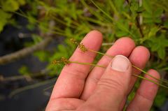 Carex interior
