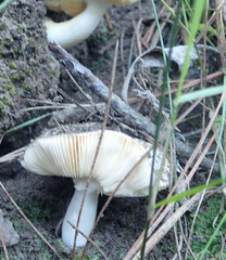Russula sororia