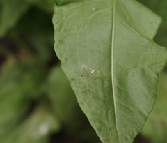 Pegomya bicolor