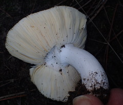 Russula sororia