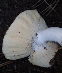Russula sororia