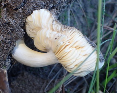 Russula sororia