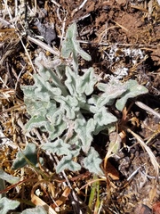 Calystegia collina oxyphylla