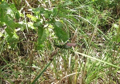 Chromacris speciosa