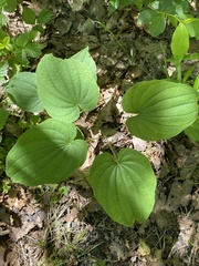 Dioscorea villosa