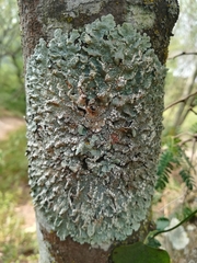 Crespoa crozalsiana