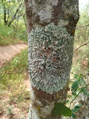Crespoa crozalsiana