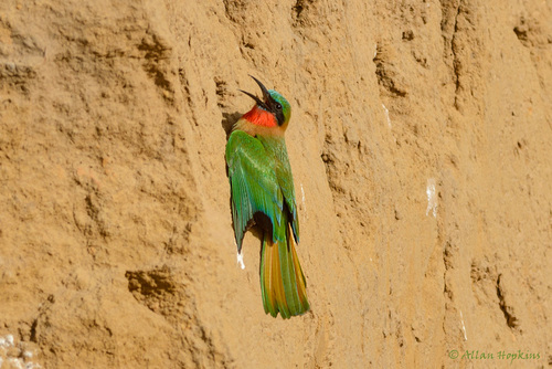 Red-throated Bee-eater