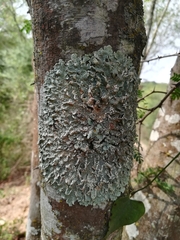Crespoa crozalsiana