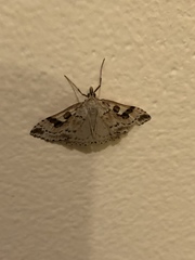 Udea washingtonalis