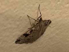 Udea washingtonalis