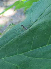 Rainieria antennaepes