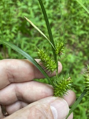 Carex baileyi
