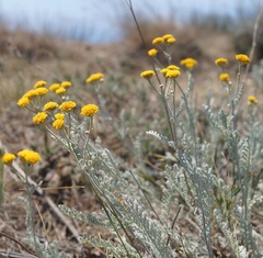 Tanacetum achilleifolium