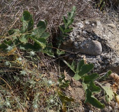 Crambe koktebelica