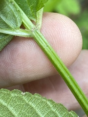 Stachys latidens