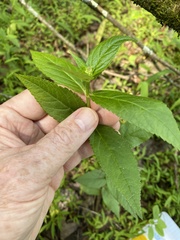 Stachys latidens