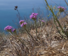 Dianthus pseudarmeria