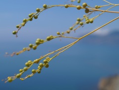 Crambe koktebelica