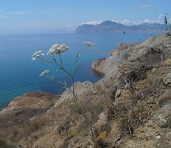 Astrodaucus littoralis