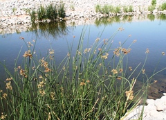 Schoenoplectus americanus