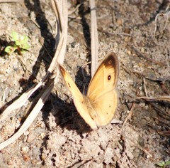 Brakefieldia simonsii