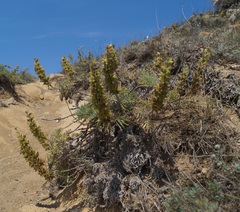 Salvia scabiosifolia