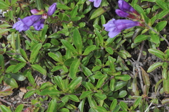 Penstemon cardwellii