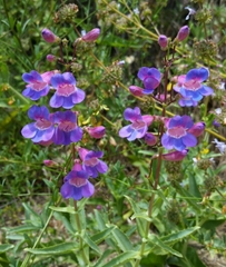 Penstemon spectabilis subviscosus