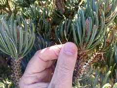 Pinus culminicola