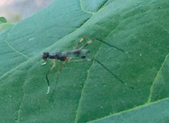 Rainieria antennaepes