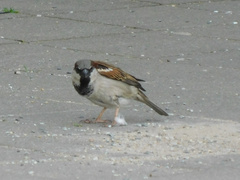 Passer domesticus