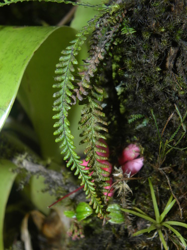 Lellingeria suspensa
