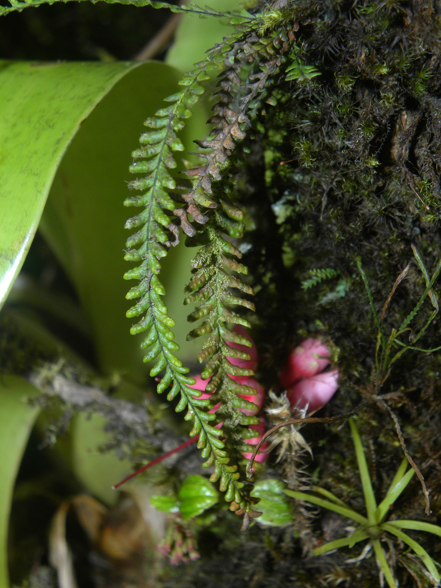 Lellingeria suspensa