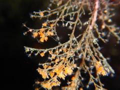 Eudendrium racemosum