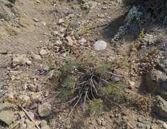 Salvia scabiosifolia