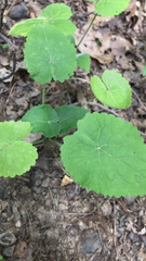 Lunaria annua