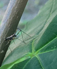 Rainieria antennaepes