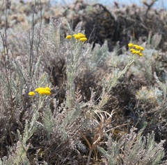 Tanacetum achilleifolium