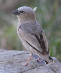 Pseudonigrita arnaudi