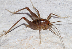 Ceuthophilus pallidus